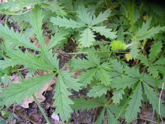 Potentilla recta / Cinquefoglia diritta